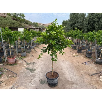 Lime / Zöldcitrom fa - Citrus Aurantiflora 15l