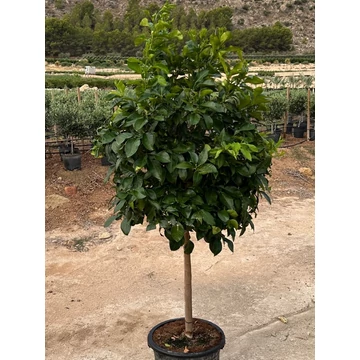 Lime / Zöldcitrom fa - Citrus Aurantiflora 25l