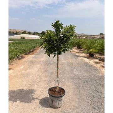 Kumquat 15l