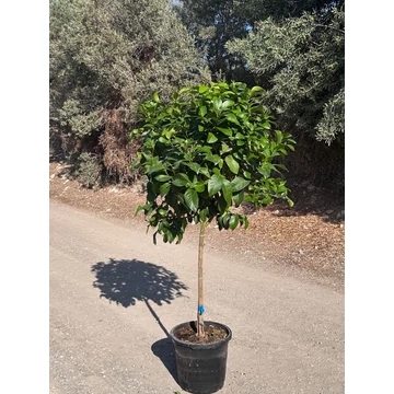 Citromfa - (Citrus limon) 15l
