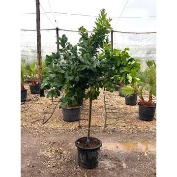 Citromfa - (Citrus limon) 25l