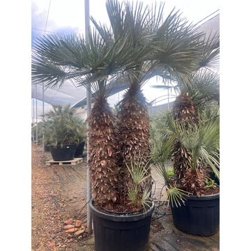 Chamaerops Humilis Cerifera