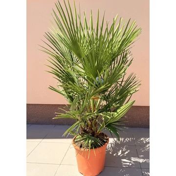 Chamaerops Humilis