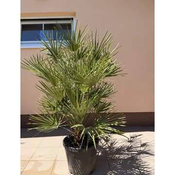 Chamaerops Humilis