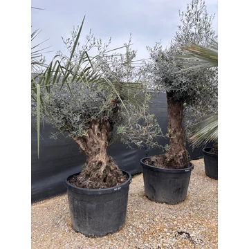 Olea europaea Bonsai - Olajfa