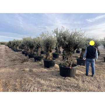 Olea europaea - Olajfa
