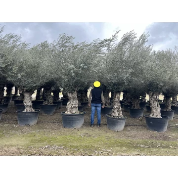 Olea europaea - Olajfa