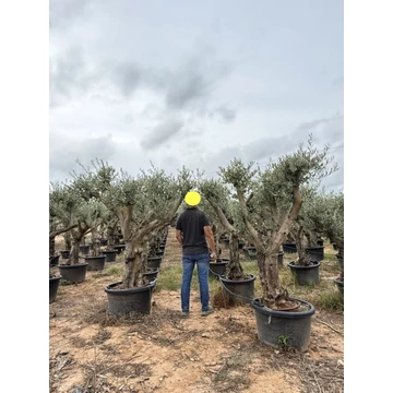 Olea europaea - Olajfa