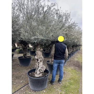 Olea europaea - Olajfa
