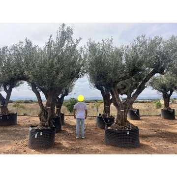 Olea europaea - Olajfa