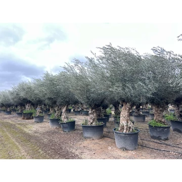 Olea europaea - Olajfa