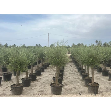 Olea europaea - Olajfa