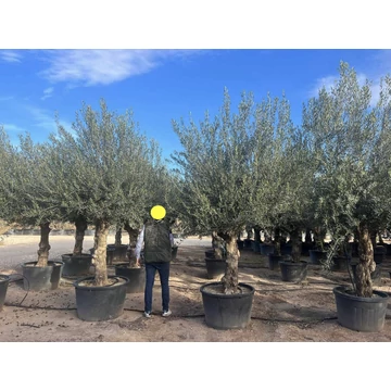 Olea europaea - Olajfa