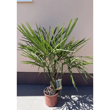 Trachycarpus Fortunei - Kínai kenderpálma
