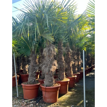 Trachycarpus Fortunei - Kínai kenderpálma