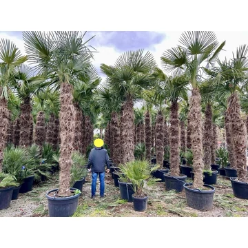 Trachycarpus Fortunei - Kínai kenderpálma