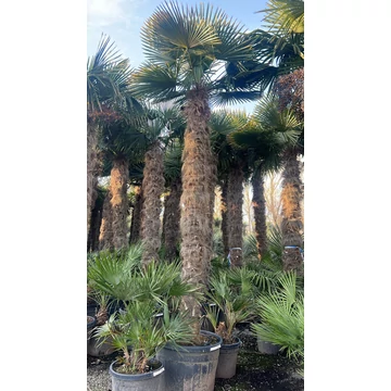 Trachycarpus Fortunei - Kínai kenderpálma