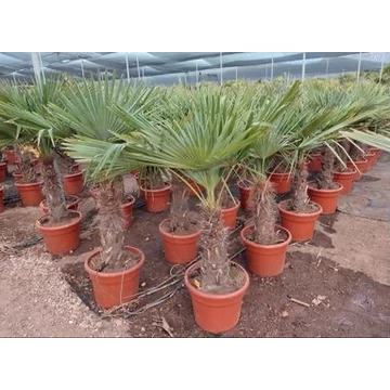 Trachycarpus Fortunei - Kínai kenderpálma