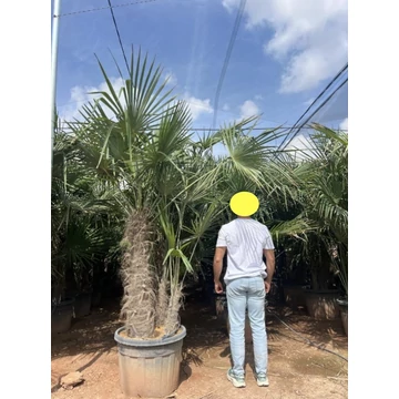 Trachycarpus Fortunei - Kínai kenderpálma több törzses