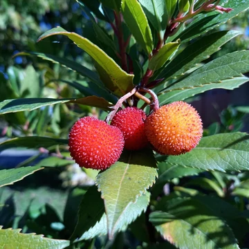 Nyugati szamócafa - Arbutus unedo