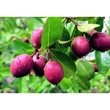 Natalszilva - Carissa macrocarpa