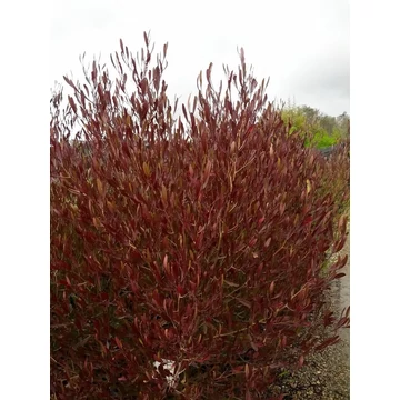 Bordó levelű hopp bokor - Dodonaea viscosa purpurea