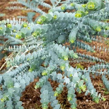 Eucalyptus pulverulenta ‘Baby Blue’ - Kék Lombú Eukaliptusz