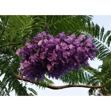 Jacaranda Mimosifolia - Mimózalevelű zsakaranda