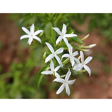 Jasminum multipartitum - Csillag jázmin