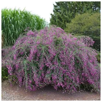 Lespedeza liukiuensis ‘Little Volcano’ - Lednekfürt 