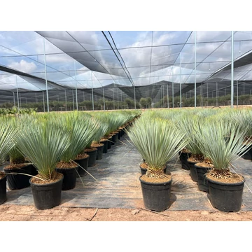 Yucca Rostrata