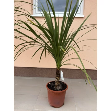 Cordyline_Indivisa_30cm_monahagarden.hu