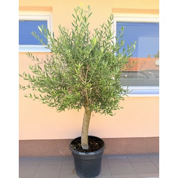 Olea europaea - Olajfa