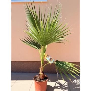 Washingtonia Robusta