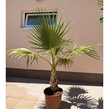 Washingtonia Robusta