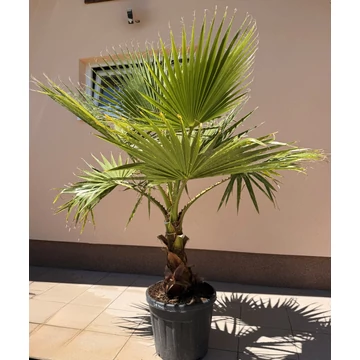 Washingtonia Robusta