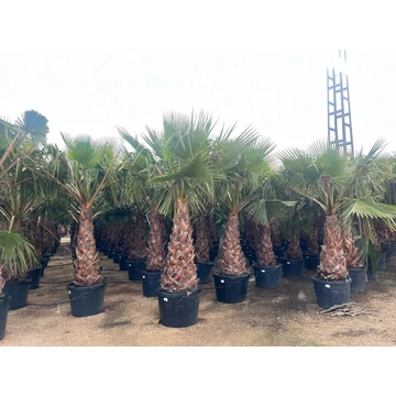Washingtonia Robusta