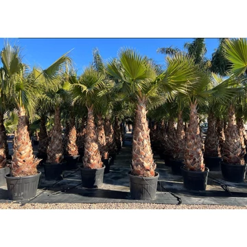 Washingtonia Robusta