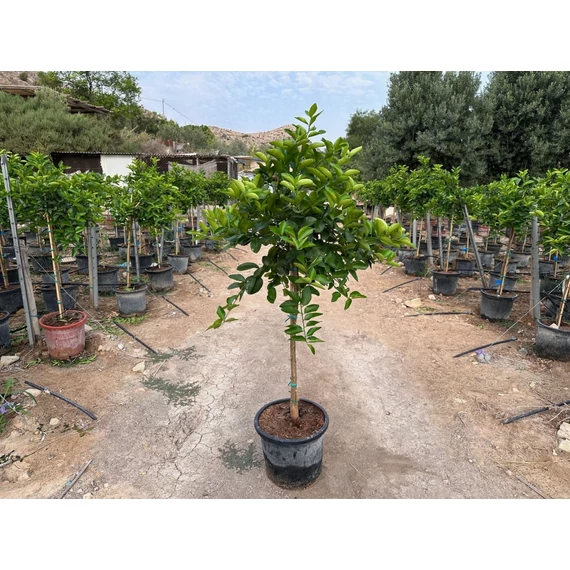 Lime / Zöldcitrom fa - Citrus Aurantiflora 15l