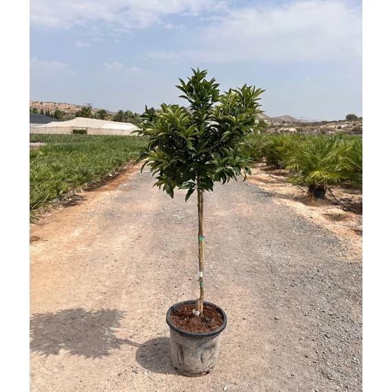 Kumquat 15l