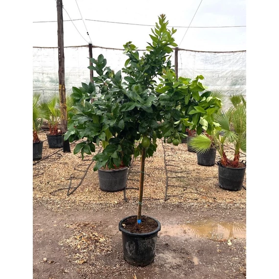 Citromfa - (Citrus limon) 25l