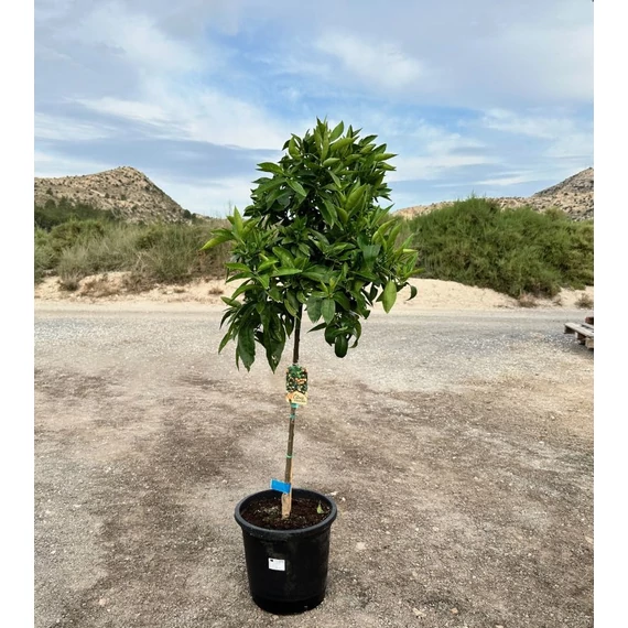 Mandarinfa - Citrus Reticulata 15l