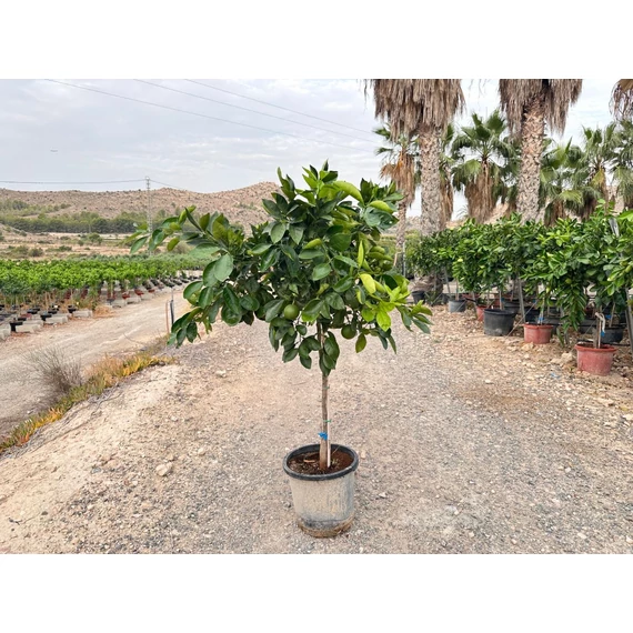 Narancs fa (Citrus Sinensis)