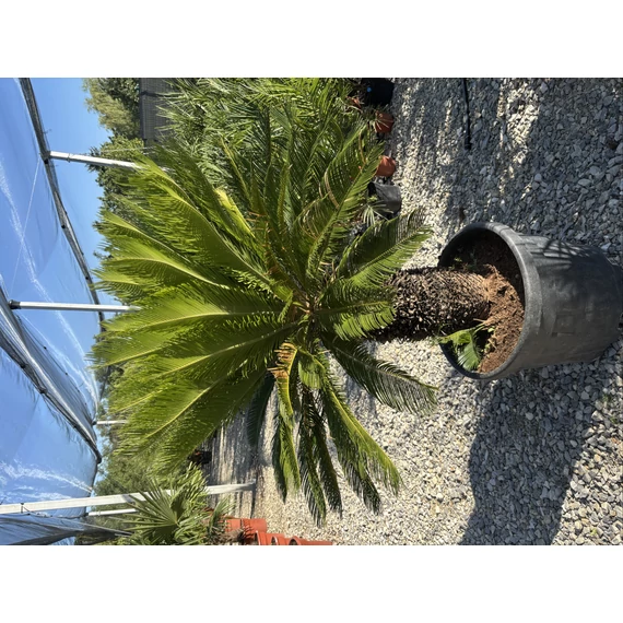 Cycas Revoluta