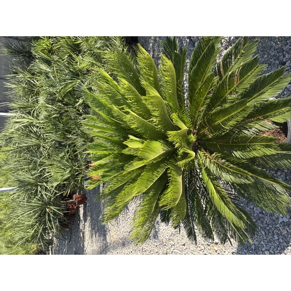 Cycas Revoluta
