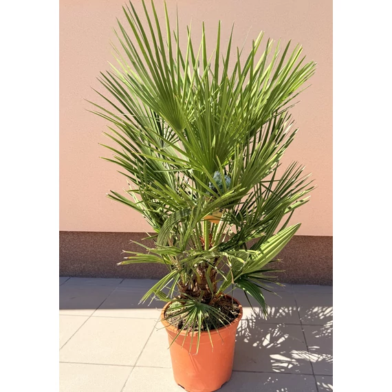 Chamaerops Humilis