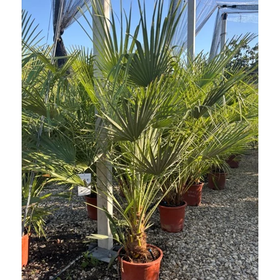 Chamaerops Humilis - Növénymagasság 150-180 cm