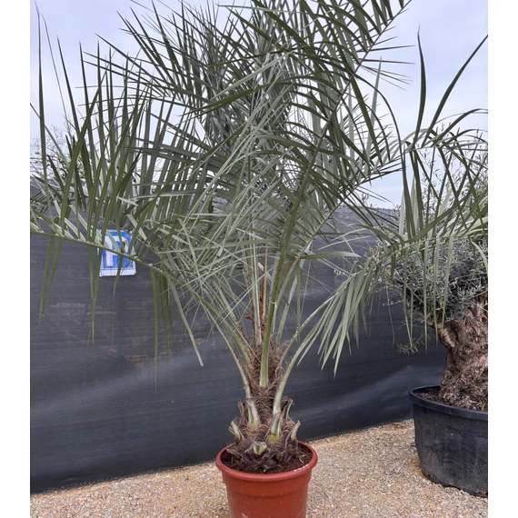 Butia Capitata