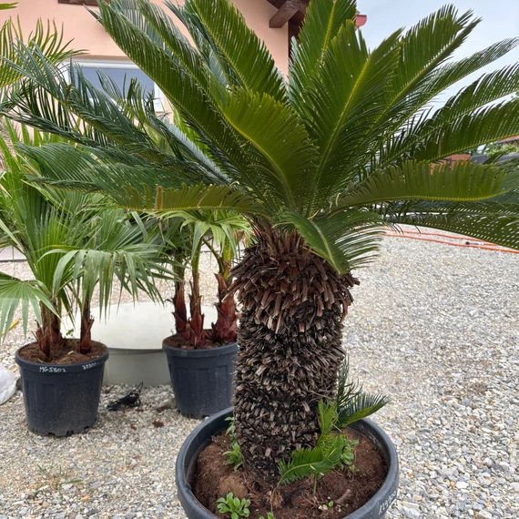 Cycas Revoluta