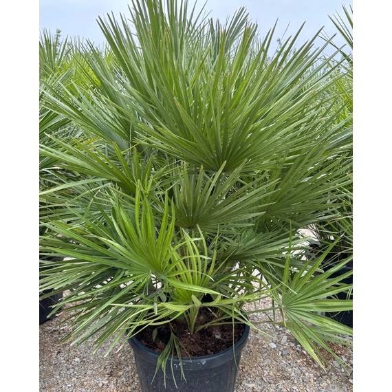 Chamaerops Humilis